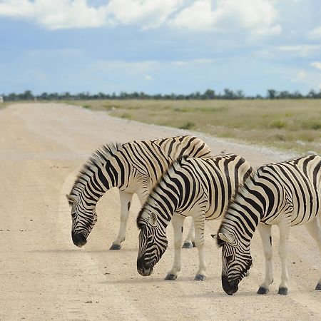 Etosha Village Окаукуэджо Экстерьер фото