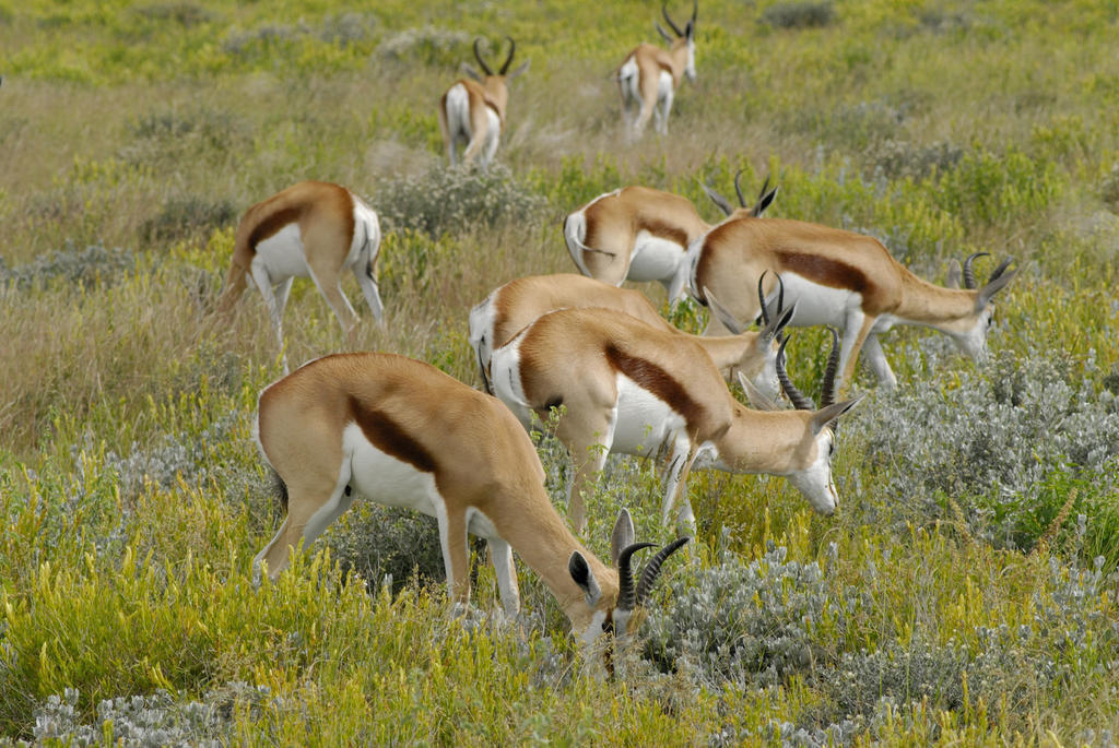 Etosha Village Окаукуэджо Экстерьер фото