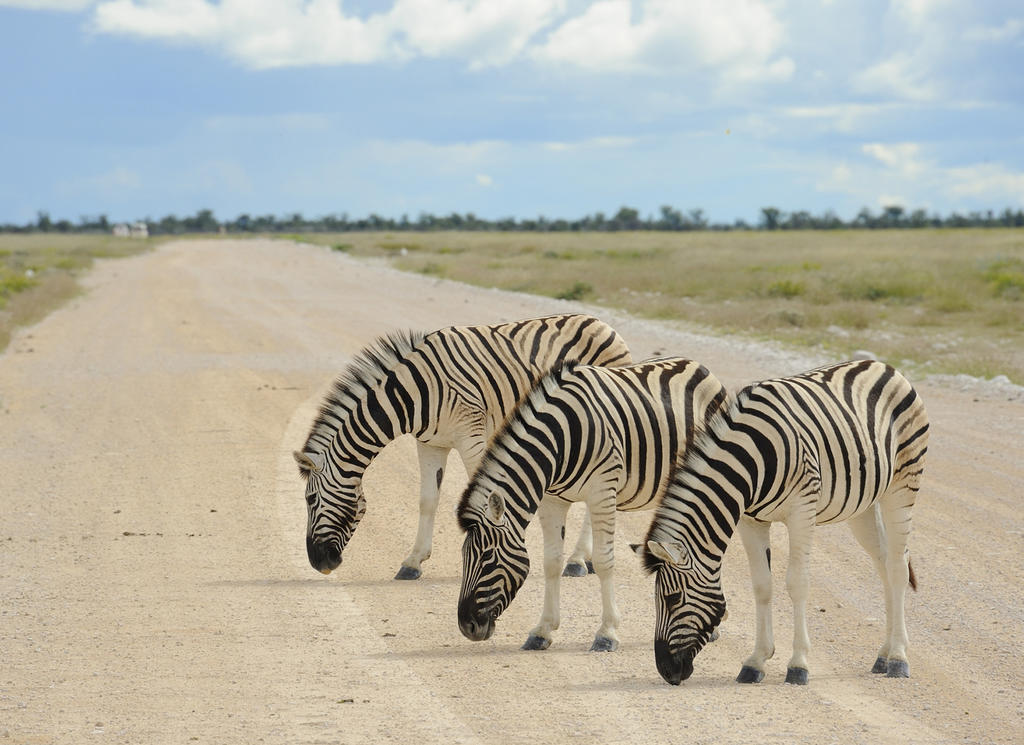 Etosha Village Окаукуэджо Экстерьер фото