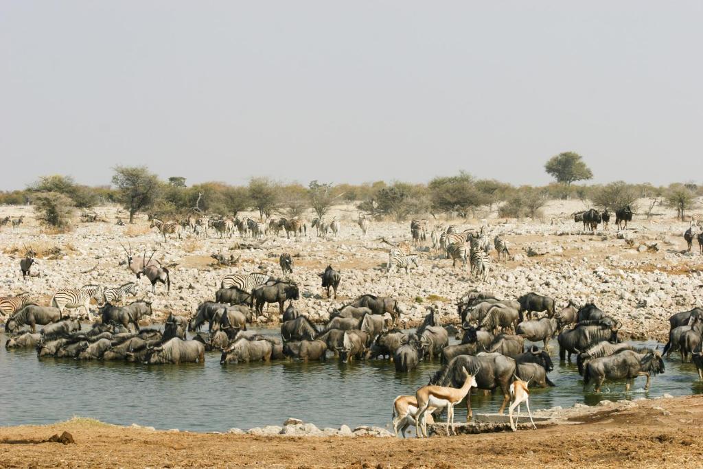 Etosha Village Окаукуэджо Экстерьер фото